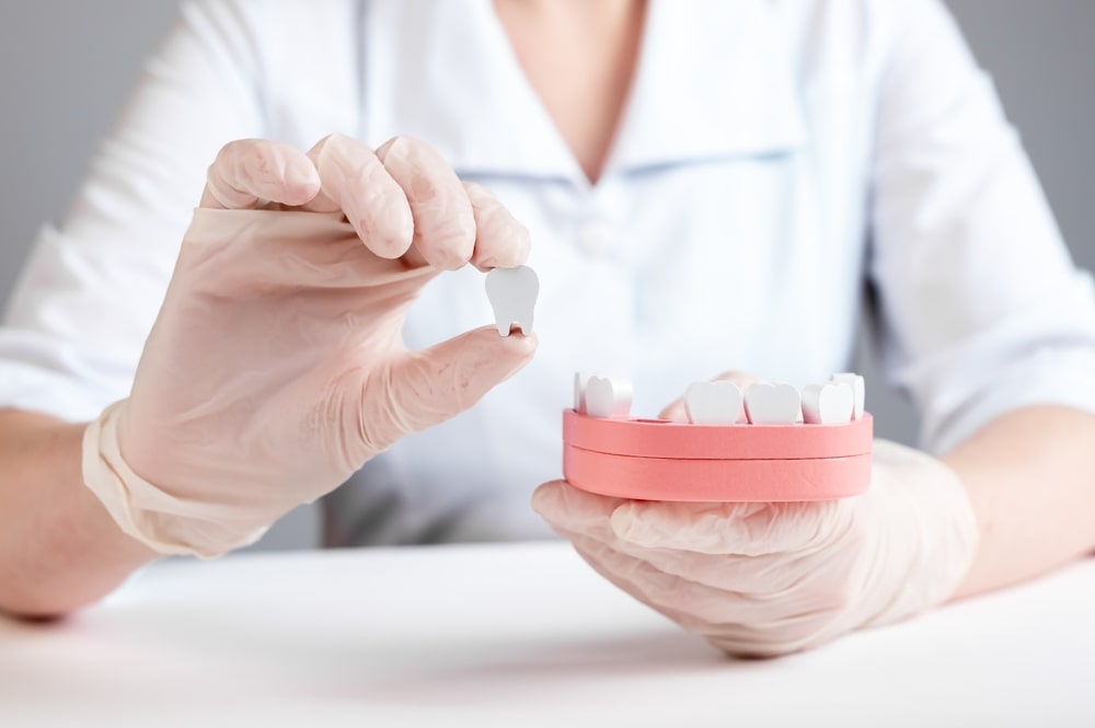 Dentiste tenant une maquette de dent en bois
